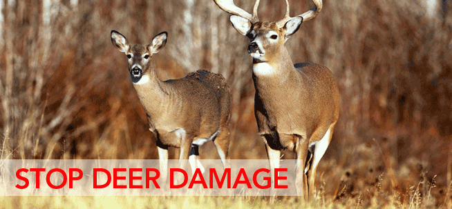 Stop Deer Damage with BuckStop Deer Fence by Eads Fence Company
