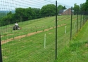 Picture for category Deer Fence Photo Galleries